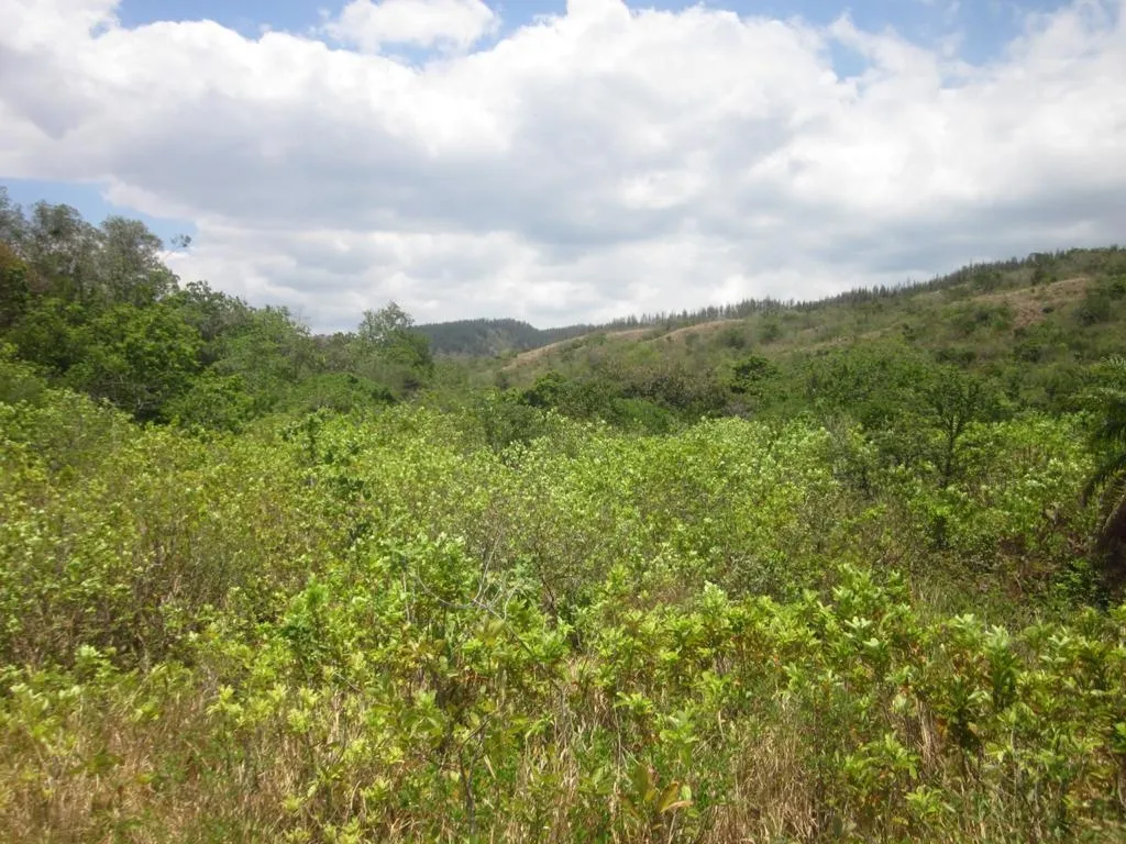 PROPIEDAD EN VENTA EN SANTA FE, VERAGUAS. 39 HECTÁREAS (96,37 ACRES).