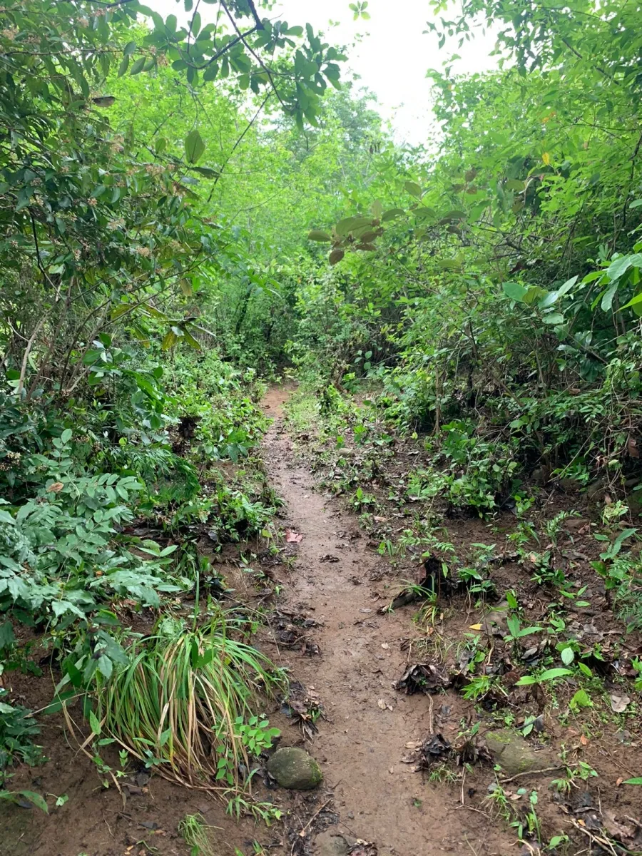 PROPIEDAD EN VENTA EN SANTA FE, VERAGUAS. 39 HECTÁREAS (96,37 ACRES).
