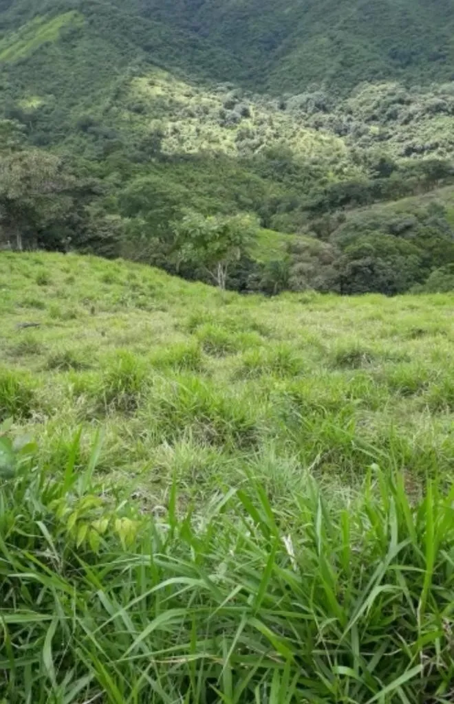 GRAN PROPIEDAD EN VENTA, EN SONA, VERAGUAS. 410 HECTÁREAS (1.013,13 AC...