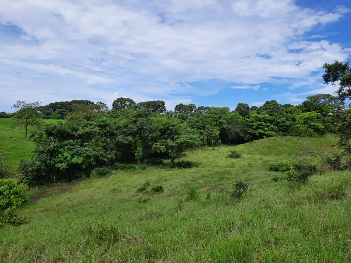 INCREÍBLE PROPIEDAD DE 3 HECTÁREAS EN VENTA, EN SANTA CATALINA, VERAGU...
