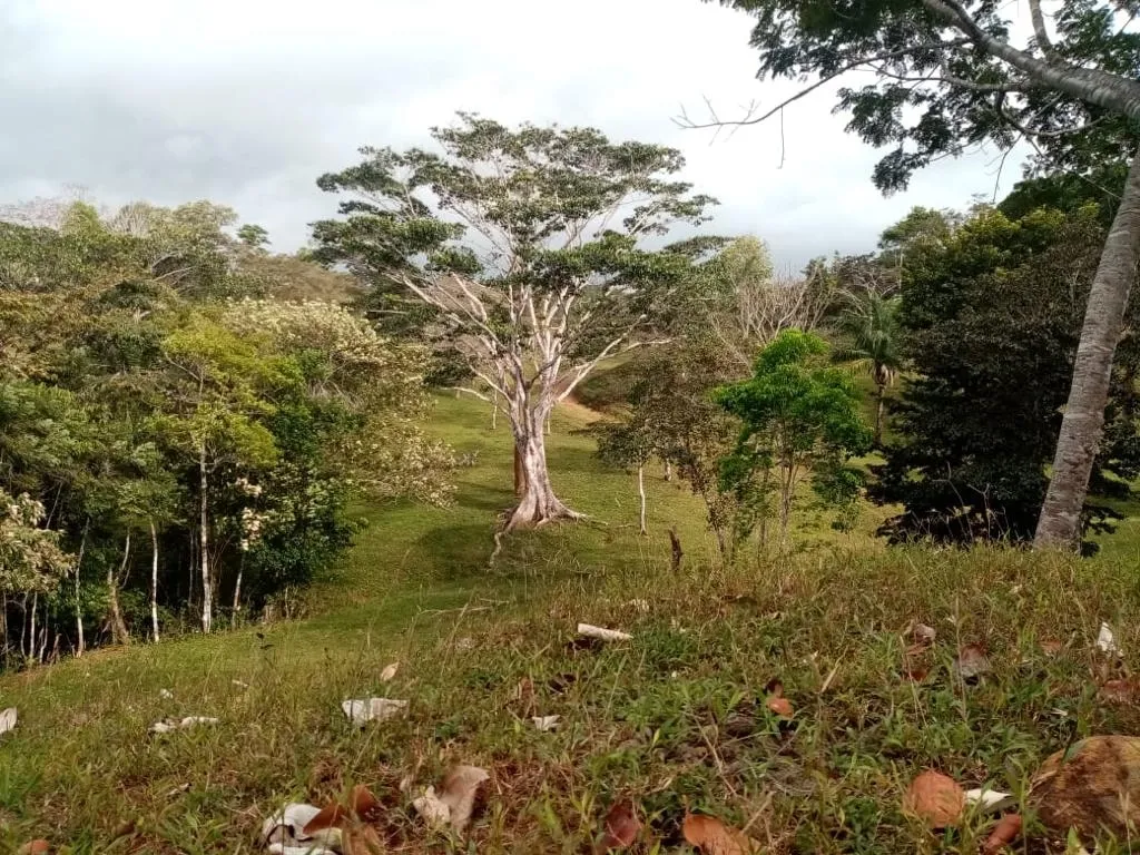ESPECTACULAR FINCA EN VENTA EN PENONOME, 99 HECTÁREAS.
