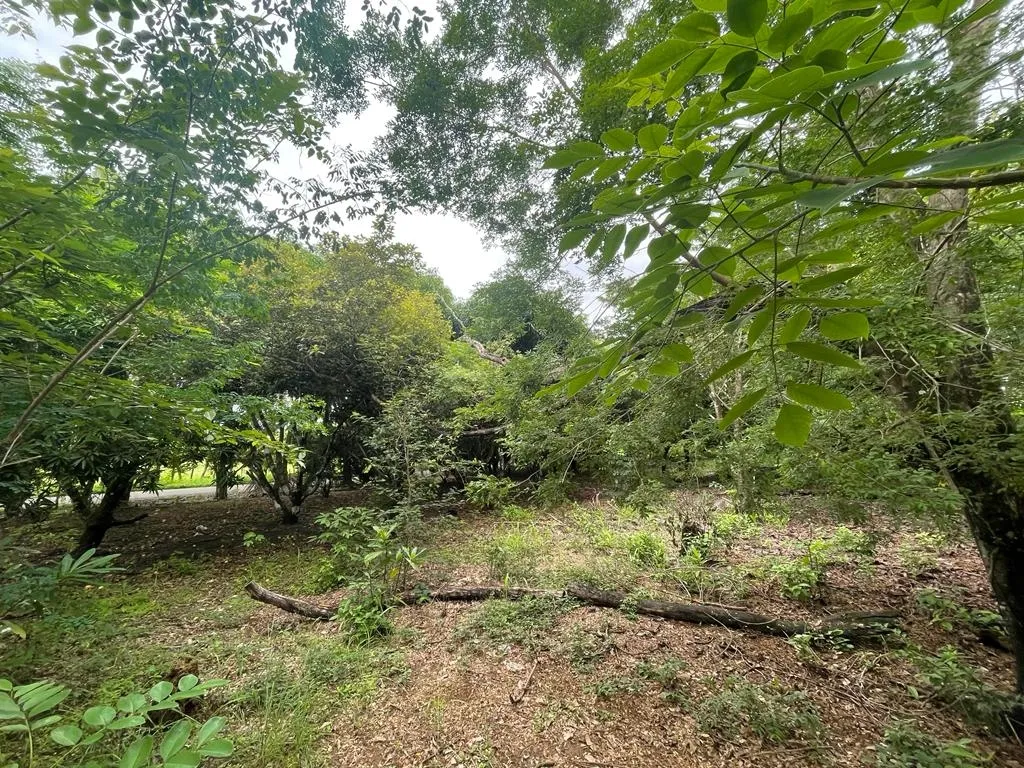 PROPIEDAD DE GRAN POTENCIAL A LA VENTA EN EL BORDE DE LA CALLE PRINCIPAL, EN HICACO, SANTA CATALINA, VERAGUAS. DE 13.000 METROS CUADRADOS (3,212 ACRES
