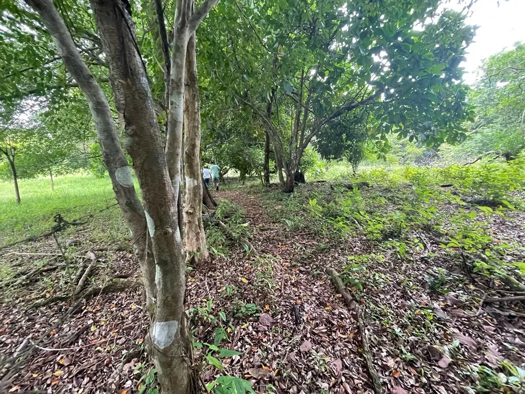 PROPIEDAD DE GRAN POTENCIAL A LA VENTA EN EL BORDE DE LA CALLE PRINCIPAL, EN HICACO, SANTA CATALINA, VERAGUAS. DE 13.000 METROS CUADRADOS (3,212 ACRES