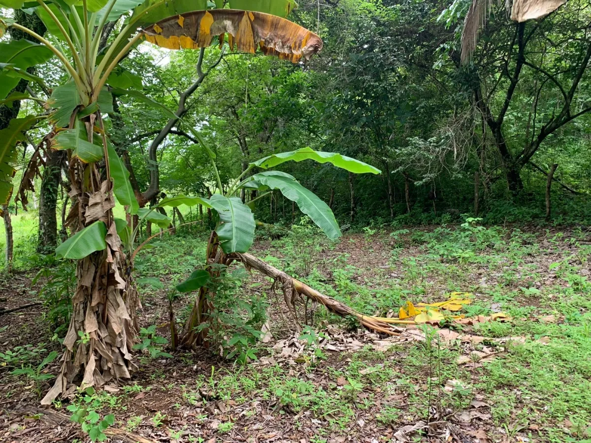 PROPIEDAD DE GRAN POTENCIAL A LA VENTA EN EL BORDE DE LA CALLE PRINCIPAL, EN HICACO, SANTA CATALINA, VERAGUAS. DE 13.000 METROS CUADRADOS (3,212 ACRES