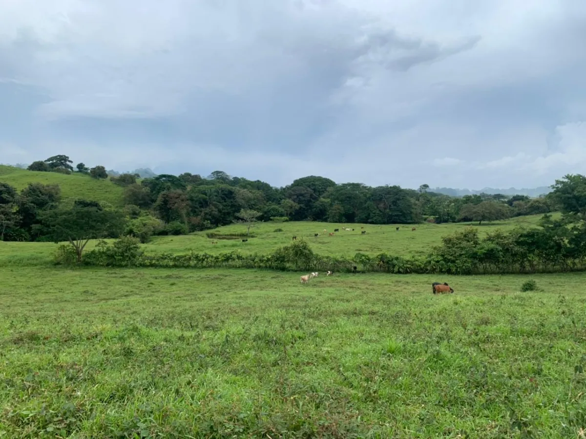 INCREIBLE FINCA EN VENTA ENTRE BUCARO Y PLAYA GUANICO DE 33 HECTAREAS ...