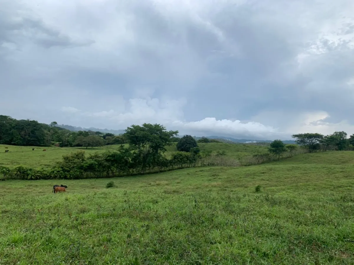 INCREIBLE FINCA EN VENTA ENTRE BUCARO Y PLAYA GUANICO DE 33 HECTAREAS ...