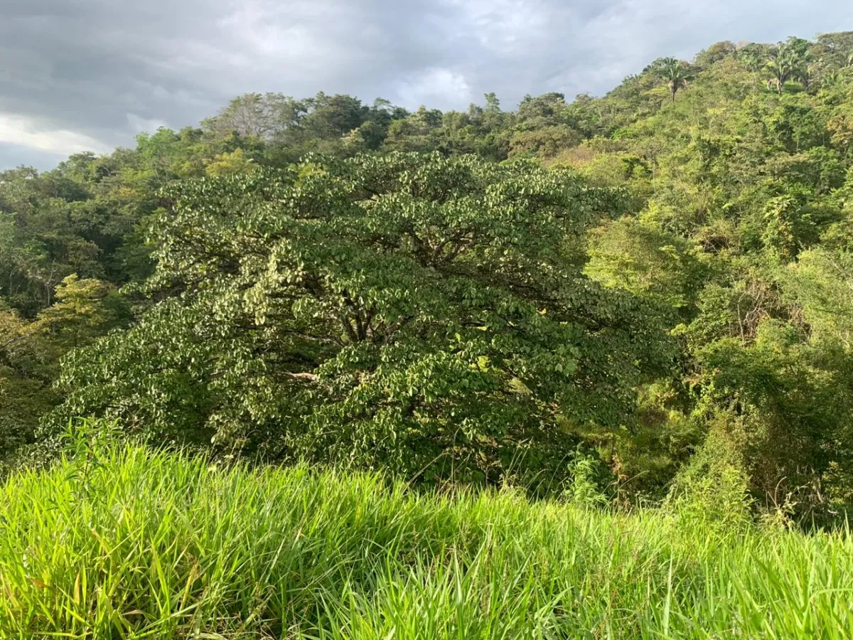 INCREIBLE OPORTUNIDAD DE COMPRAR UN LOTE DE TERRENO A UN EXCELENTE PRECIO. 19 HECTERAS (46.95 ACRES) SAN LORENZO, VERAGUAS.