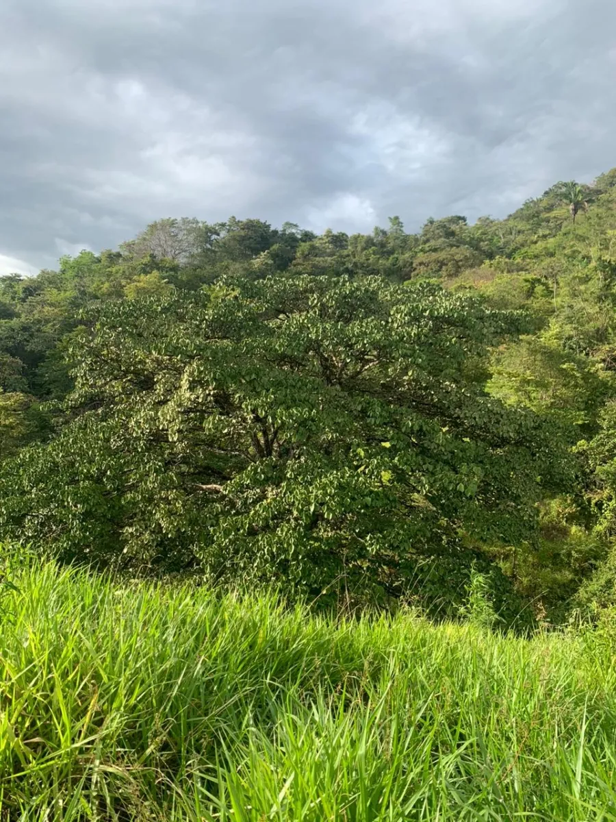 INCREIBLE OPORTUNIDAD DE COMPRAR UN LOTE DE TERRENO A UN EXCELENTE PRECIO. 19 HECTERAS (46.95 ACRES) SAN LORENZO, VERAGUAS.