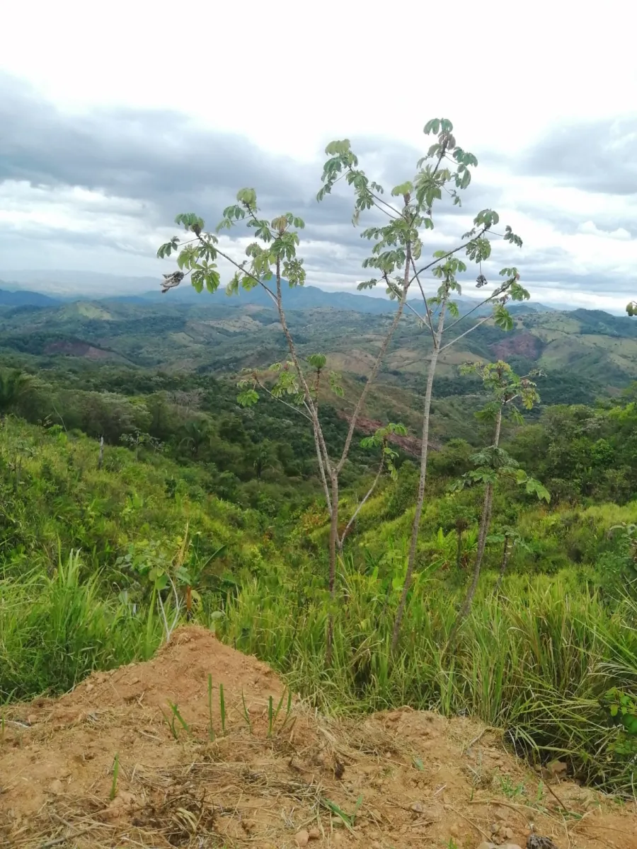 FINCA EN VENTA EN LAS PALMAS DE VERAGUAS, SECTOR LA PIFA.