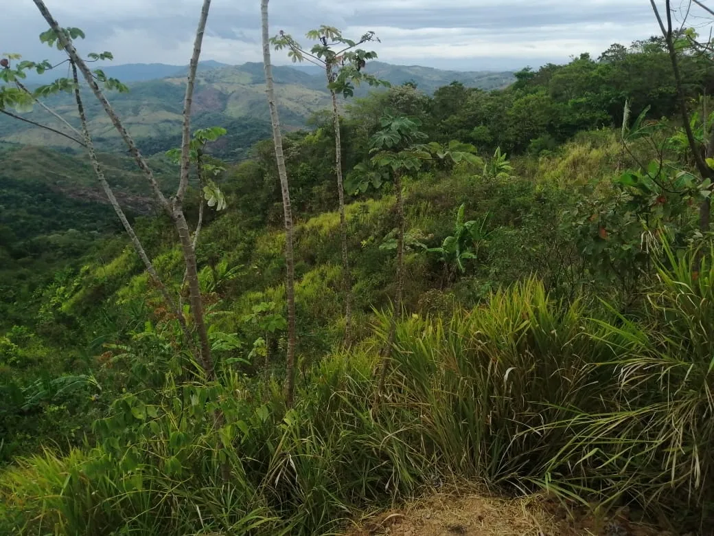 FINCA EN VENTA EN LAS PALMAS DE VERAGUAS, SECTOR LA PIFA.