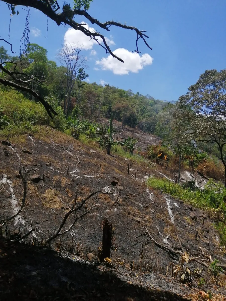 FINCA EN VENTA EN LAS PALMAS DE VERAGUAS, SECTOR LA PIFA.