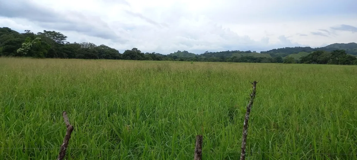Terreno/Granja en Venta en Los Santos