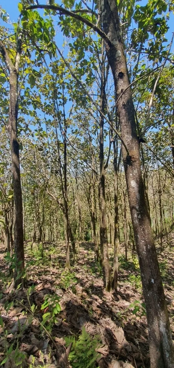 Disfrute de lo mejor de un paisaje tropical, ¡una propiedad con su pro...