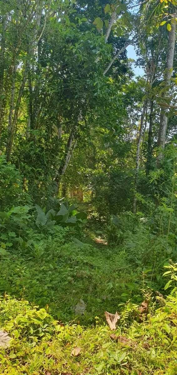 Disfrute de lo mejor de un paisaje tropical, ¡una propiedad con su propia fuente de agua dulce!