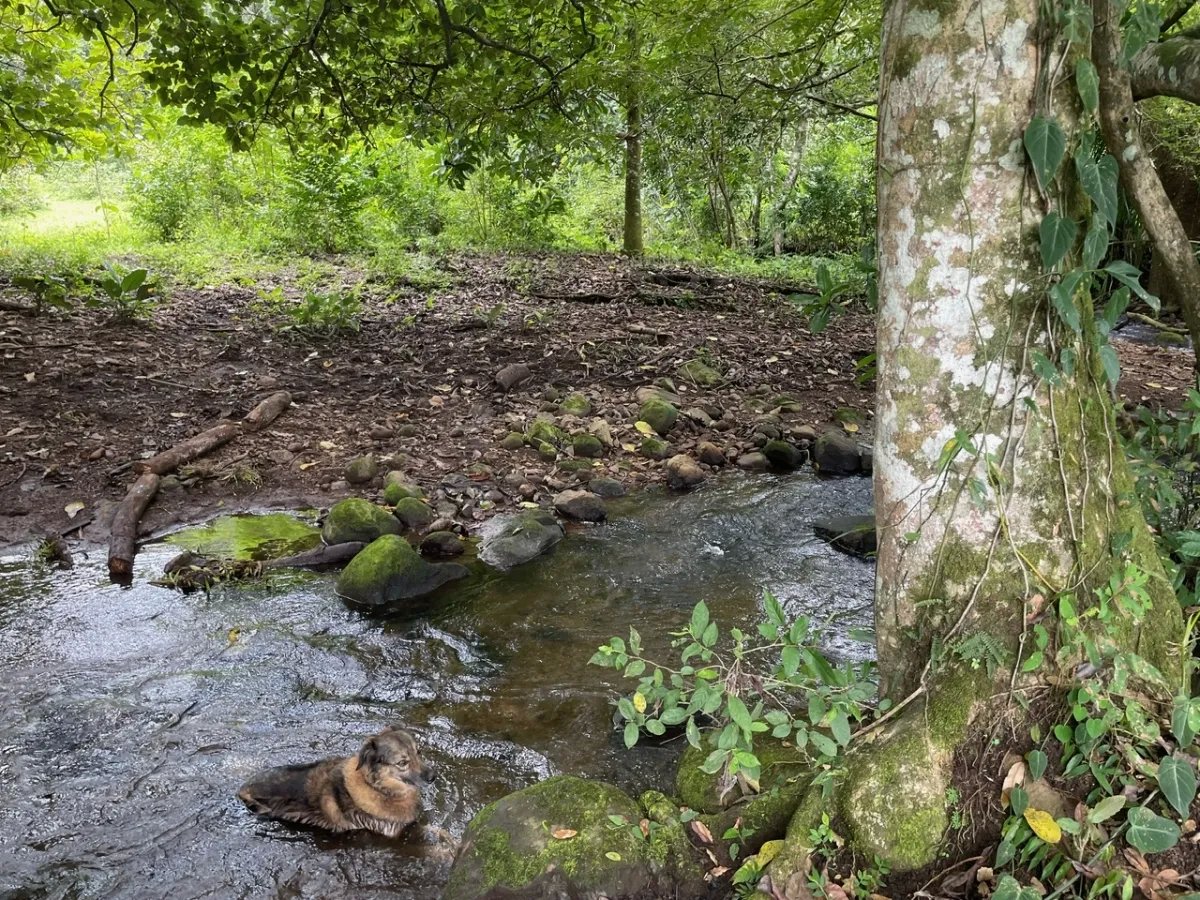 3 romantic lots near Dolega, Boquete