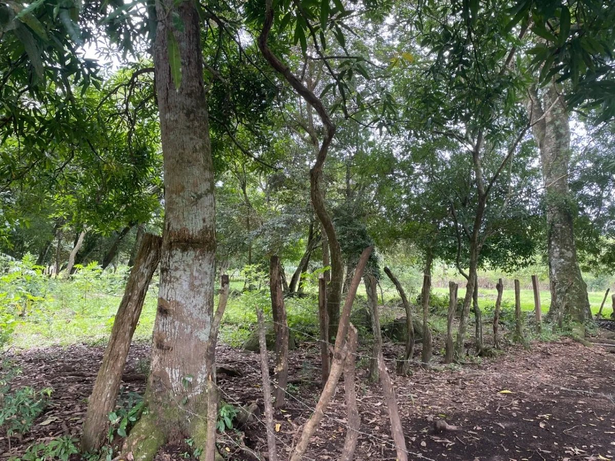 3 romantic lots near Dolega, Boquete