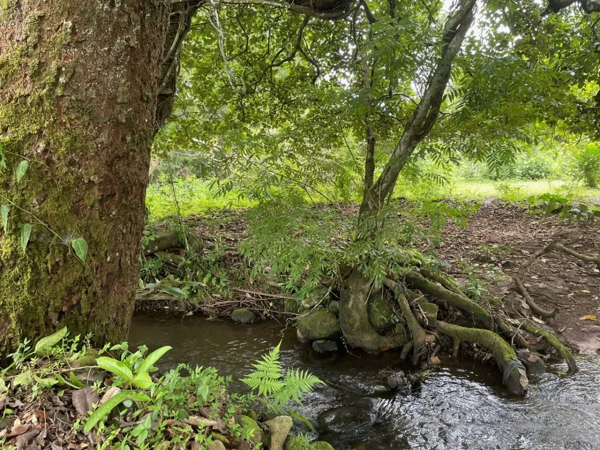 3 romantic lots near Dolega, Boquete