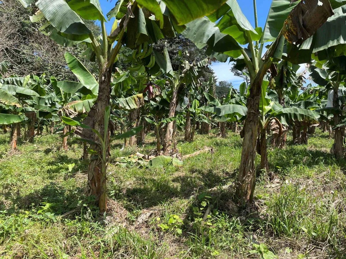 Plantación de cacao y plátano - 1464 hectáreas de tierra fértil en cua...