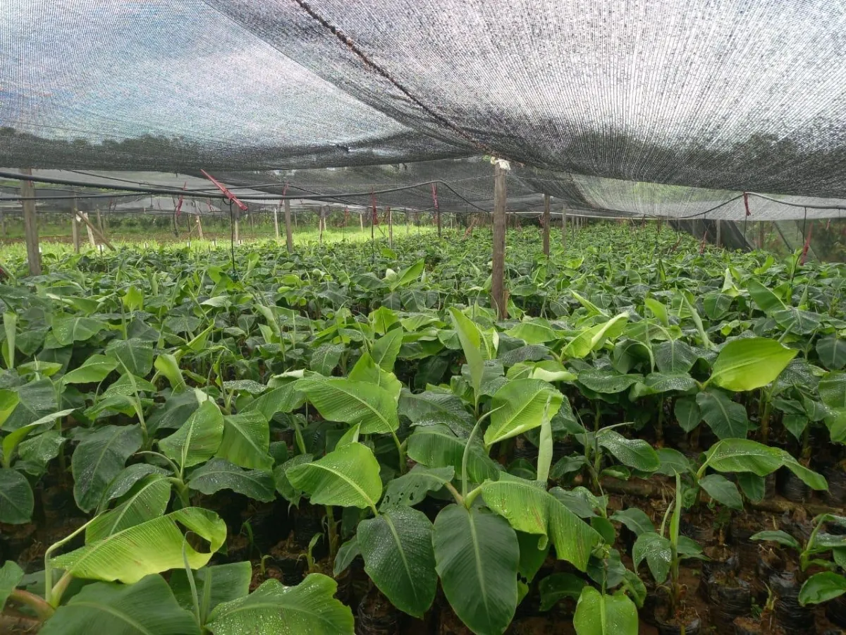 Plantación de cacao y plátano - 1464 hectáreas de tierra fértil en cuango