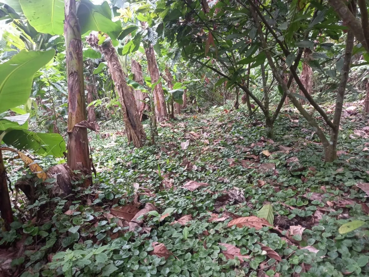 Plantación de cacao y plátano - 1464 hectáreas de tierra fértil en cuango