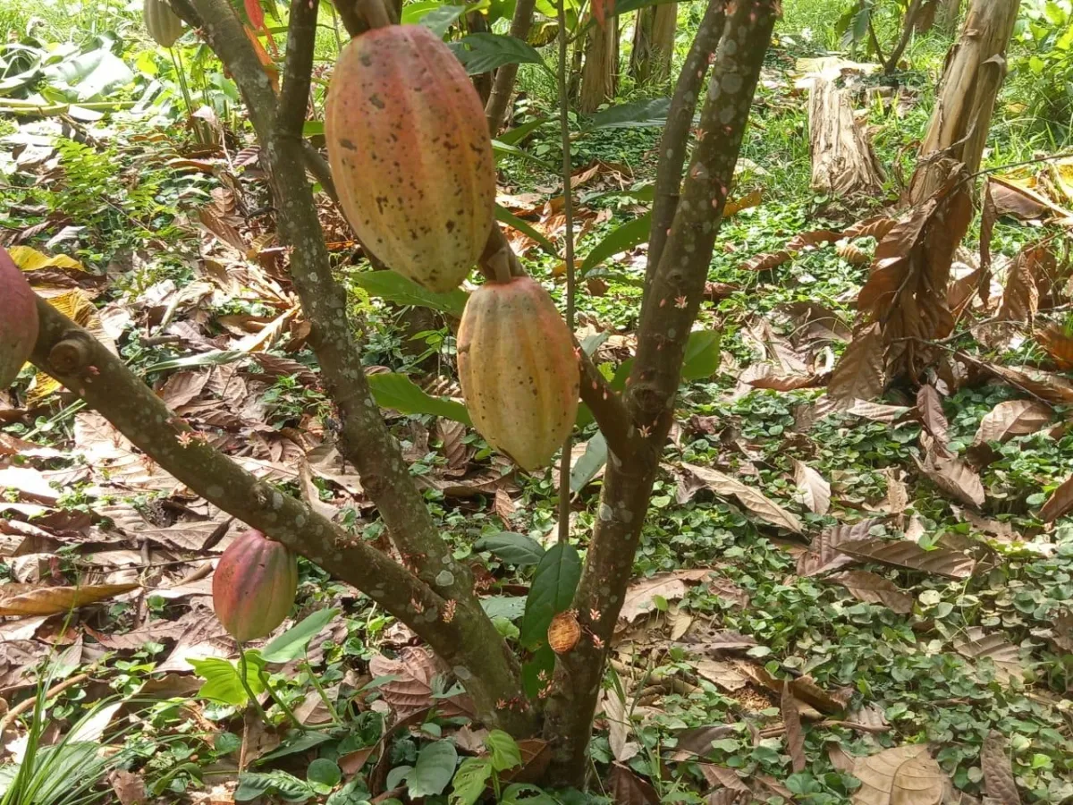 Plantación de cacao y plátano - 1464 hectáreas de tierra fértil en cuango