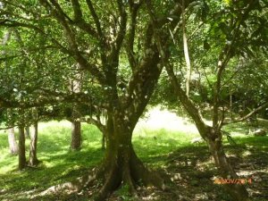 138876 - Altos del maria - lots