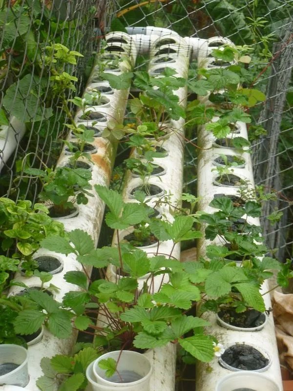 La casa perfecta para los amantes de la naturaleza con jardines de permacultura y acuaponía