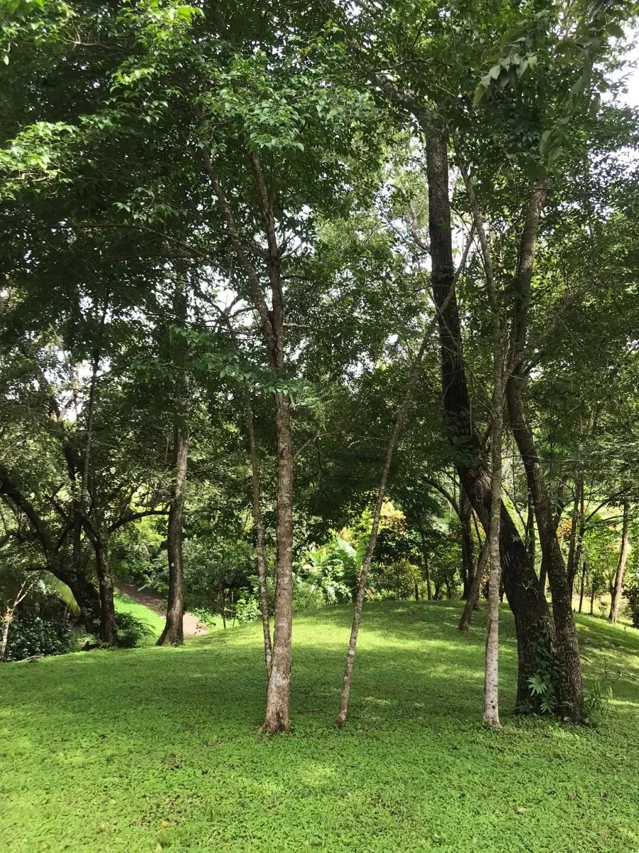 Lote en venta en santa catalina, de unos 814 metros cuadrados; en una ...