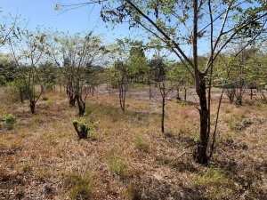 138982 - Veraguas - lots