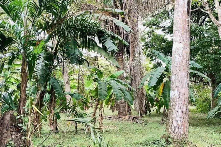 Venta de lote de terreno en antón, santa rita