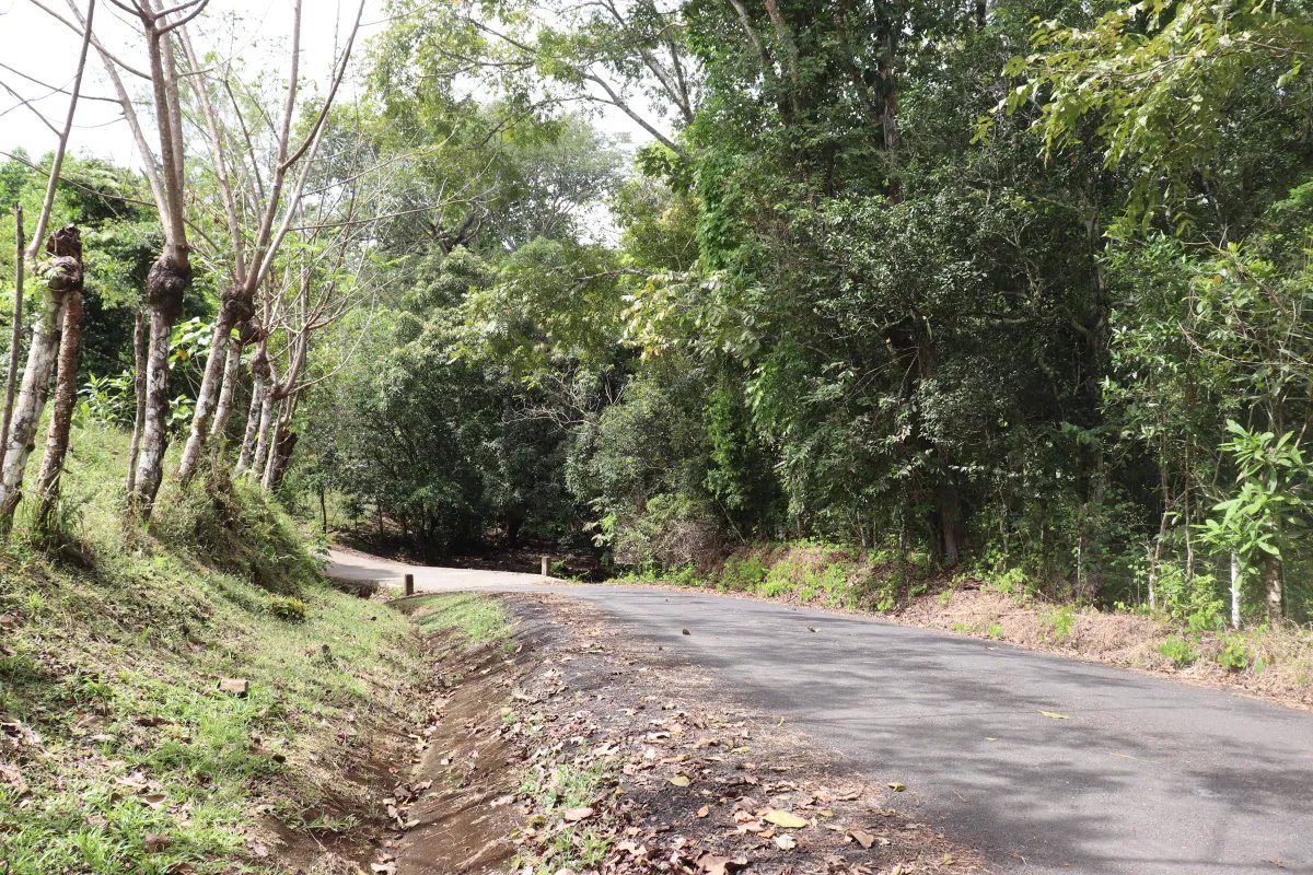Venta de finca  el loro, vía las tablas / tonosí