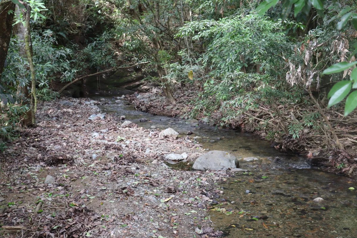 Venta de finca  el loro, vía las tablas / tonosí