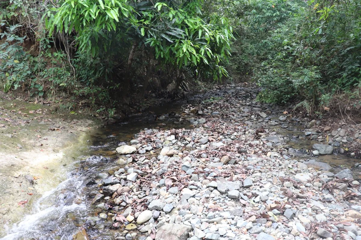 Venta de finca  el loro, vía las tablas / tonosí