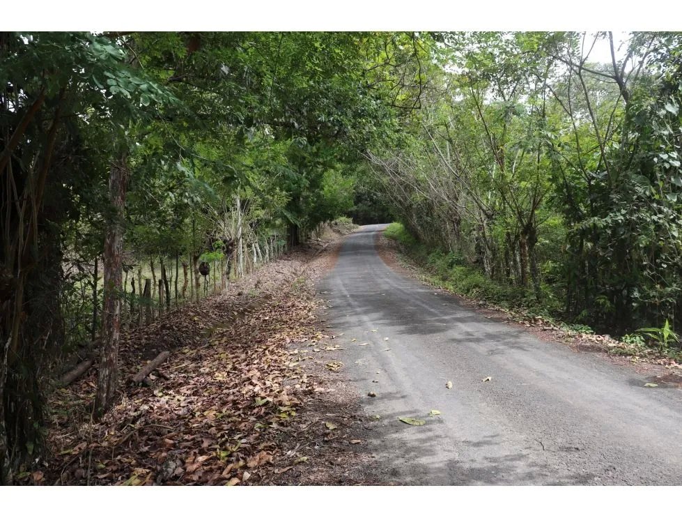 Venta de finca  el loro, vía las tablas / tonosí