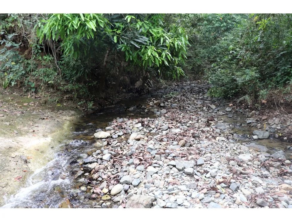 Venta de finca  el loro, vía las tablas / tonosí