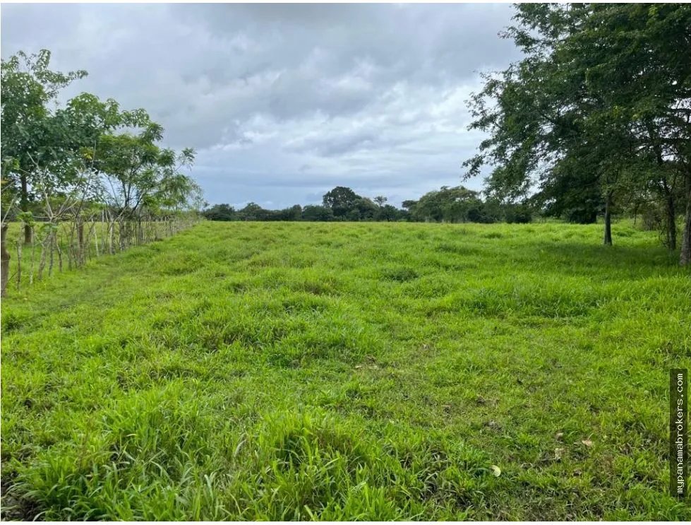 Se vende finca en pedasí, los santos