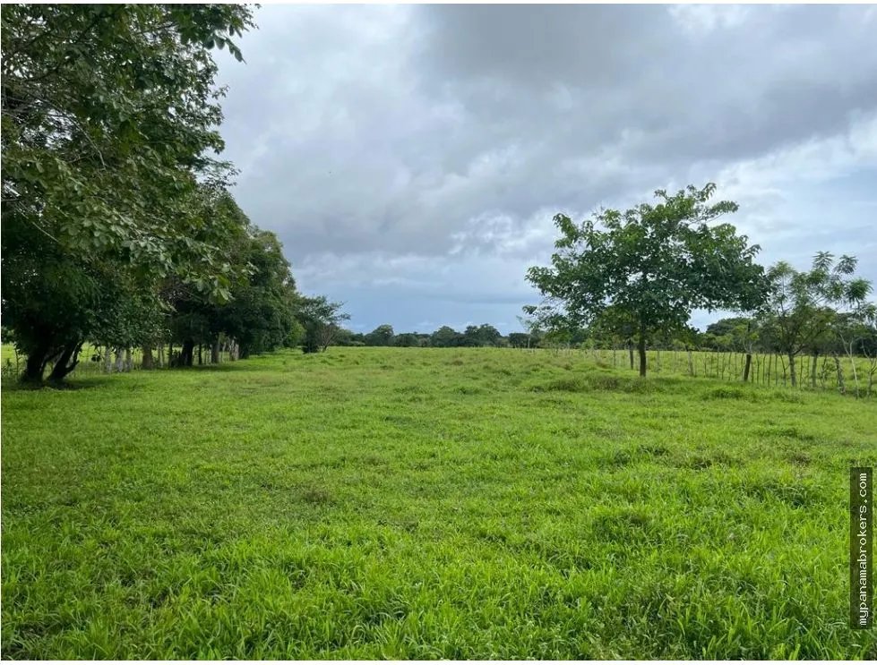 Se vende finca en pedasí, los santos