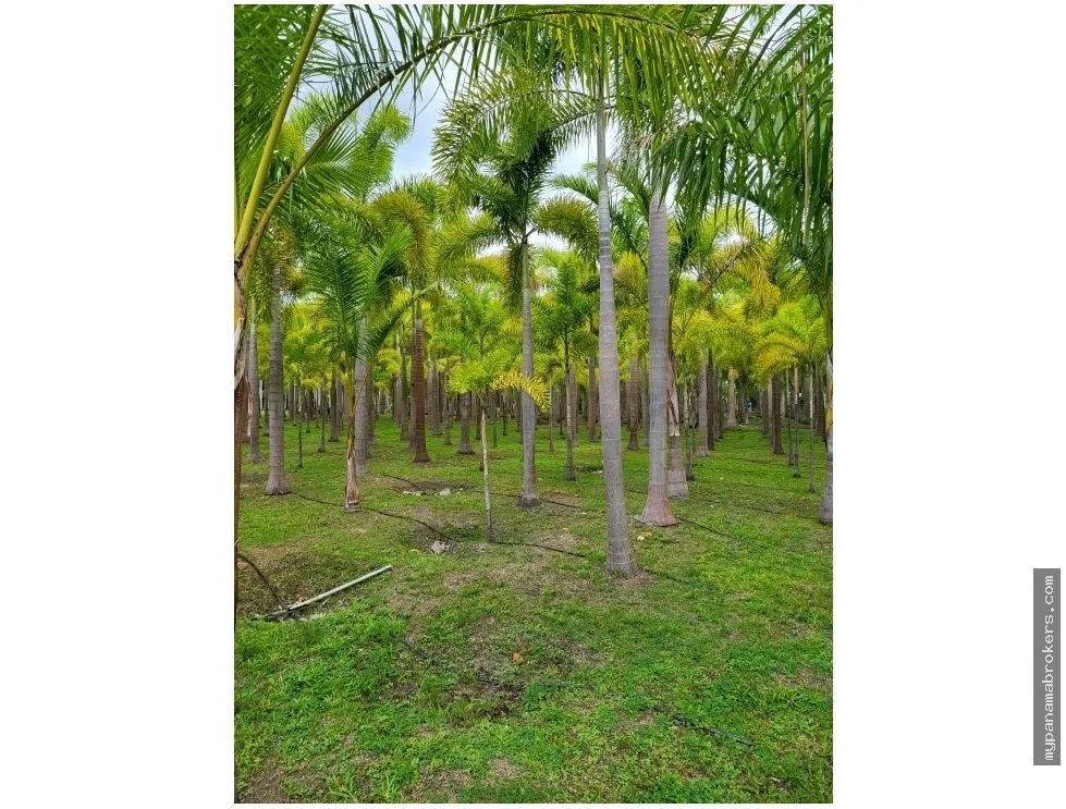 Se vende casa con plantación en nueva gorgona, chame