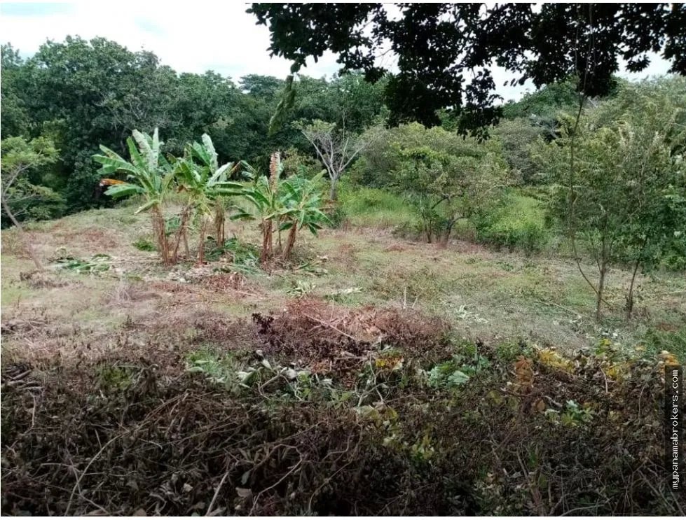 Se vende lote en la florenciana, chame