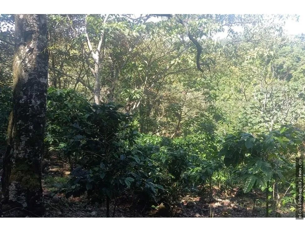 Se vende finca cafetera en alto boquete, chiriquí