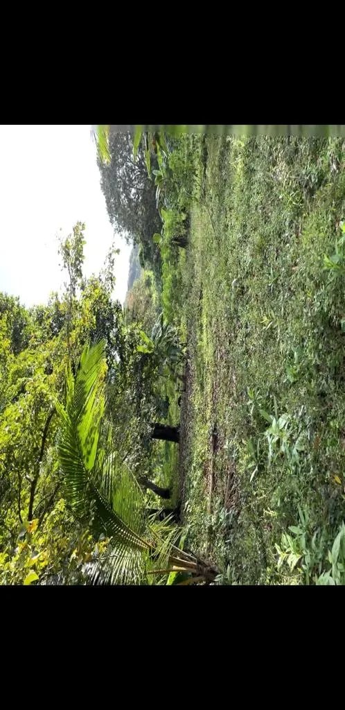 Terreno/Granja en Venta en Veraguas