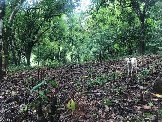 Terreno/Granja en Venta en Veraguas