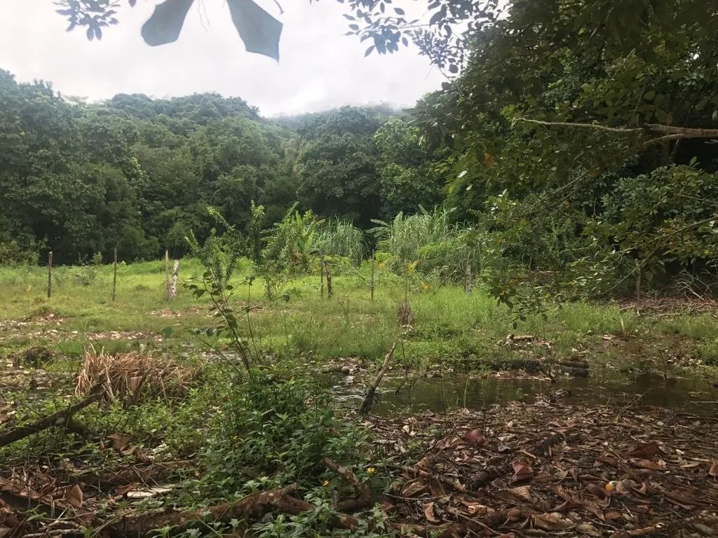Terreno/Granja en Venta en Veraguas