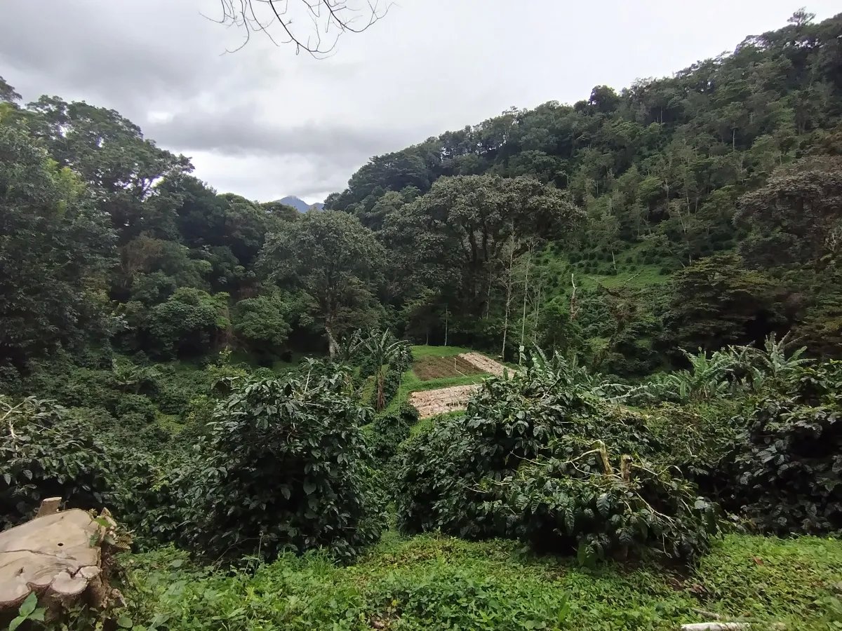 Finca de Cafe en Boquete | Los Naranjos Chiriqui Panamá | $15,000,000