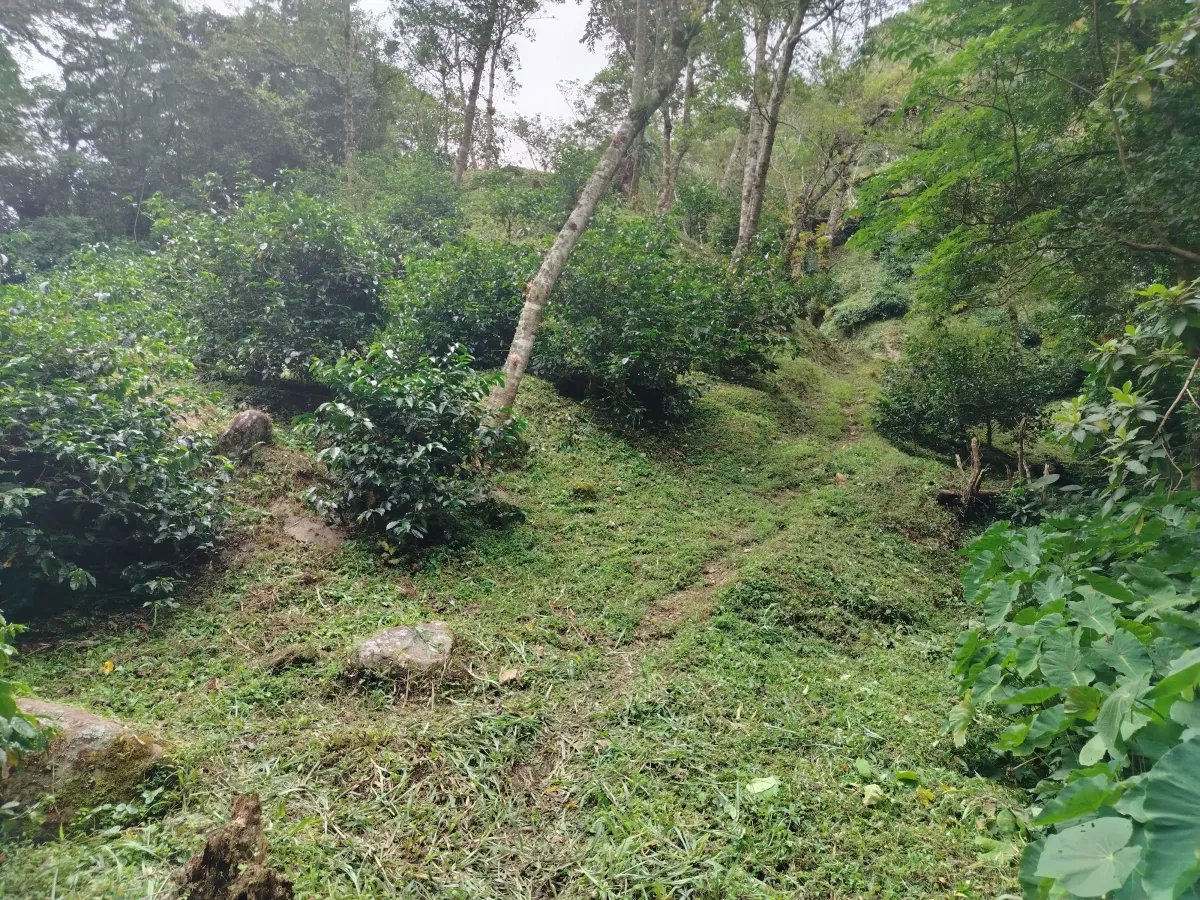 Finca de Cafe en Boquete | Los Naranjos Chiriqui Panamá | $15,000,000