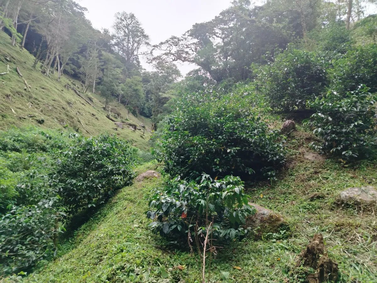 Finca de Cafe en Boquete | Los Naranjos Chiriqui Panamá | $15,000,000
