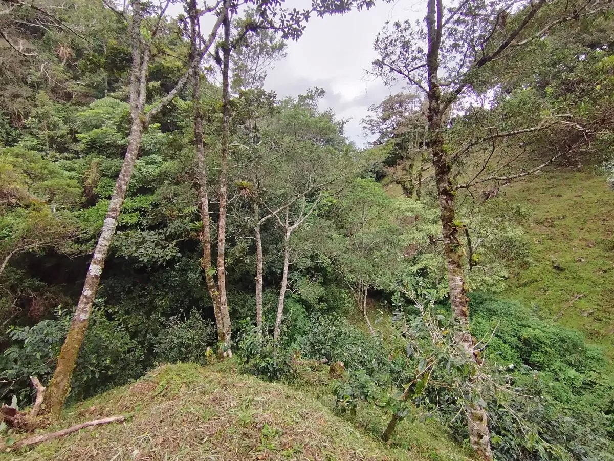 Finca de Cafe en Boquete | Los Naranjos Chiriqui Panamá | $15,000,000
