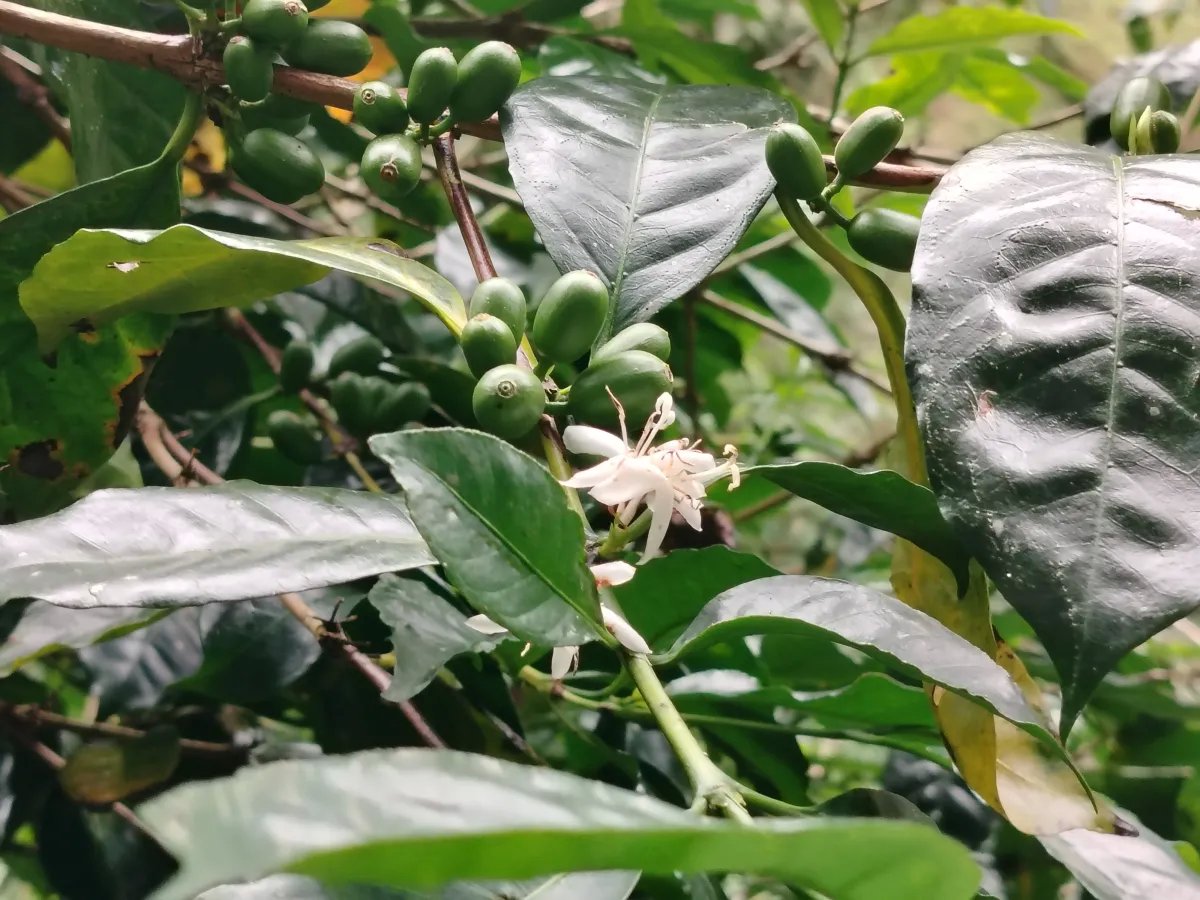 Finca de Cafe en Boquete | Los Naranjos Chiriqui Panamá | $15,000,000