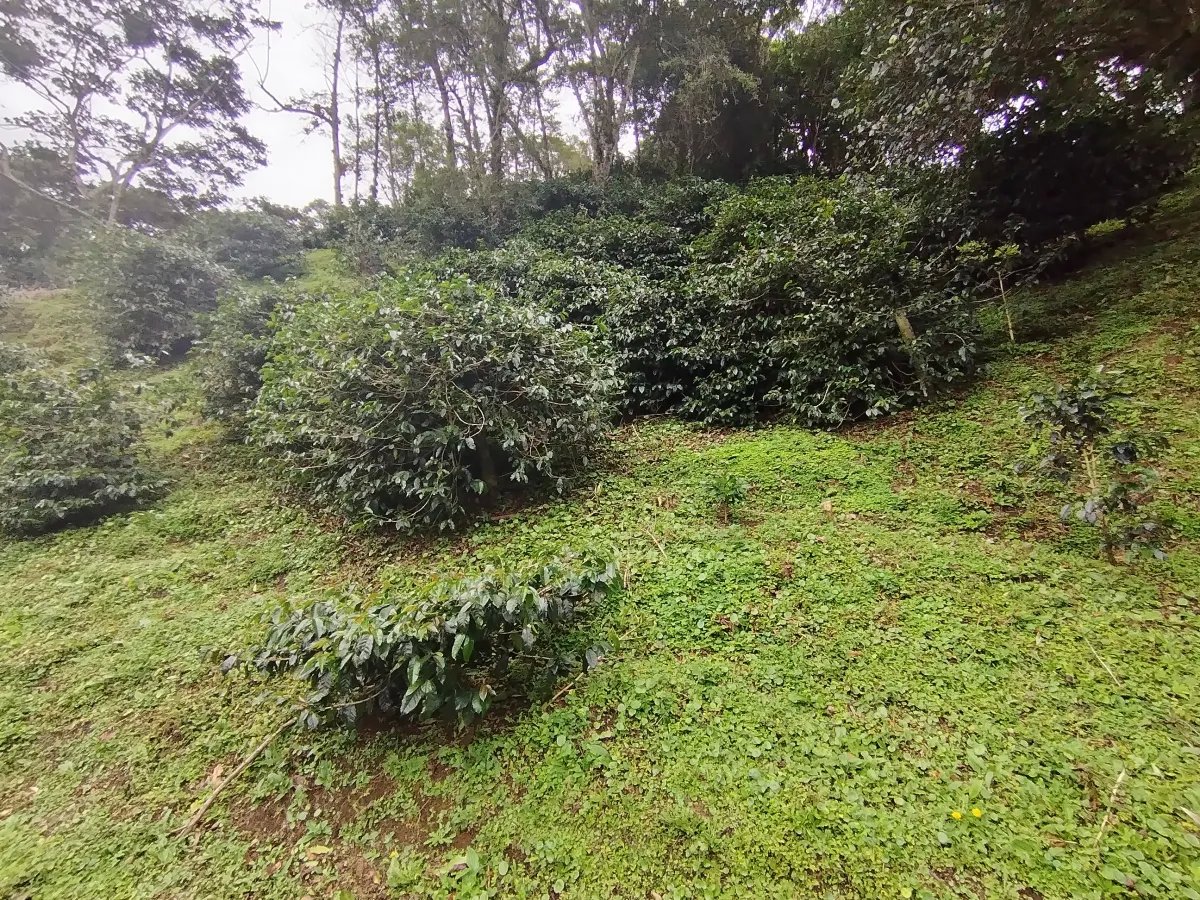Finca de Cafe en Boquete | Los Naranjos Chiriqui Panamá | $15,000,000