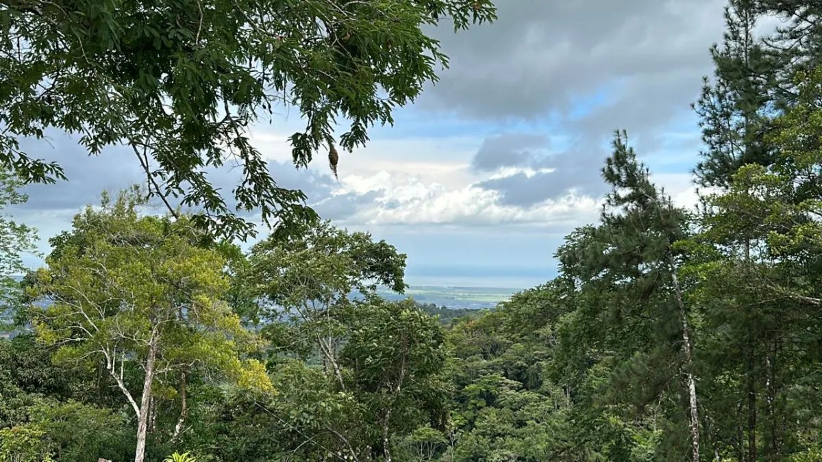 71 hectáreas de terreno de montaña con río | Cerro Azul | $1/m²